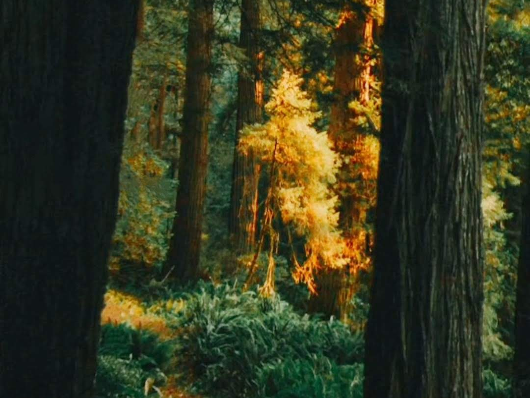 A Rabbit in the Fae Realm