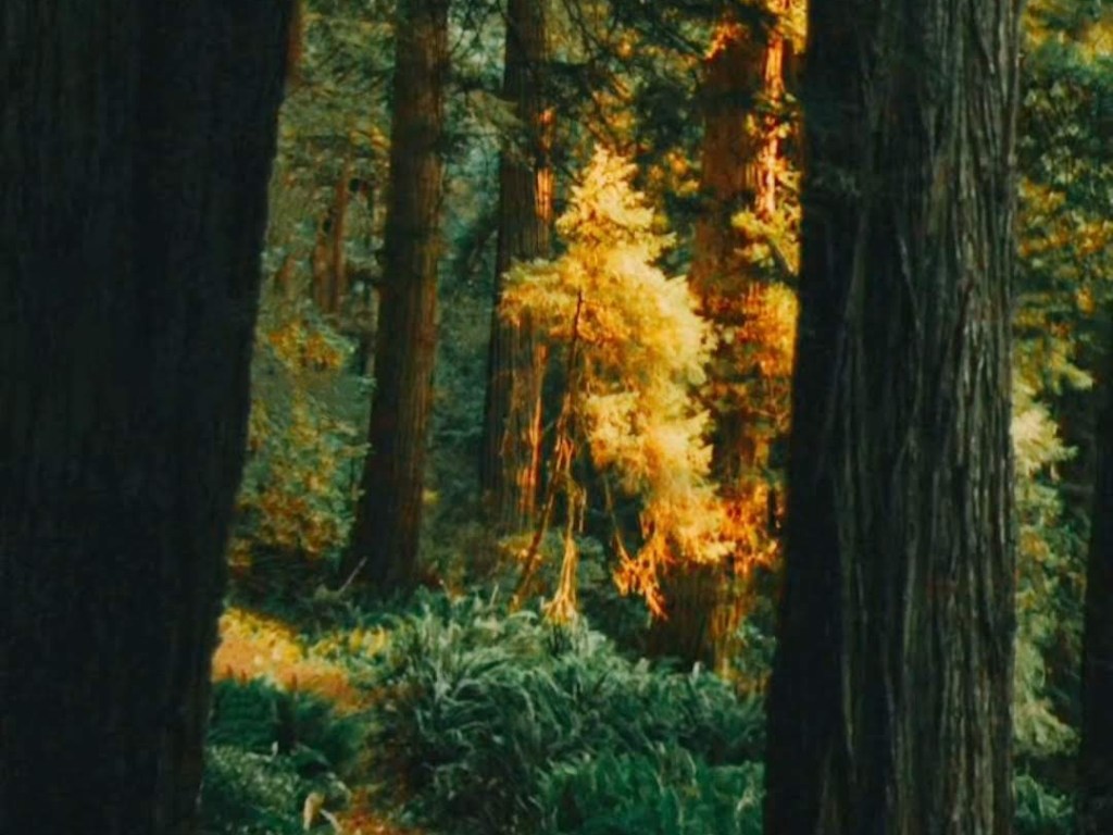 A Rabbit in the Fae&nbsp;Realm